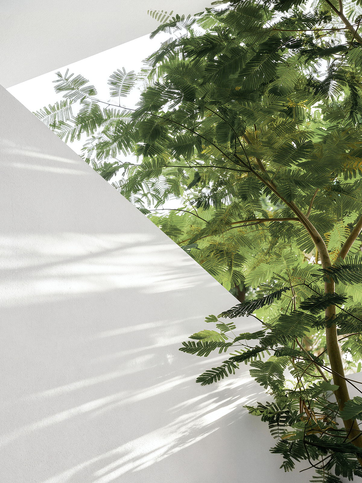 Sunlit green canopy framed by white architecture